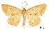  (Isochromodes phyllira - USNM ENT 01920200)  @11 [ ] Unspecified (default): All Rights Reserved  Unspecified Unspecified