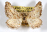  (Hulstina imitatrix - AMNH_IZC 00197033)  @11 [ ] Unspecified (default): All Rights Reserved  Unspecified Unspecified