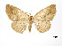  (Isochromodes umbrilinea - USNM ENT 01920202)  @11 [ ] Unspecified (default): All Rights Reserved  Unspecified Unspecified