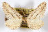  (Hulstina tanycraeros - AMNH_IZC 00197035)  @11 [ ] Unspecified (default): All Rights Reserved  Unspecified Unspecified