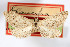  (Glaucina abdominalis - AMNH_IZC 00197134)  @11 [ ] Unspecified (default): All Rights Reserved  Unspecified Unspecified