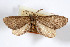  ( - AMNH_IZC 00197135)  @11 [ ] Unspecified (default): All Rights Reserved  Unspecified Unspecified