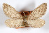  ( - AMNH_IZC 00197138)  @11 [ ] Unspecified (default): All Rights Reserved  Unspecified Unspecified