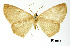 (Periclina cervina - USNM ENT 01920222)  @11 [ ] Unspecified (default): All Rights Reserved  Unspecified Unspecified