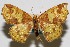  (Periclina merana - USNM ENT 01920223)  @11 [ ] Unspecified (default): All Rights Reserved  Unspecified Unspecified