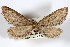  ( - AMNH_IZC 00197062)  @11 [ ] Unspecified (default): All Rights Reserved  Unspecified Unspecified