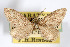  (Glaucina cilla - AMNH_IZC 00197063)  @11 [ ] Unspecified (default): All Rights Reserved  Unspecified Unspecified