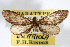  (Glaucina eupetheciaria - AMNH_IZC 00197066)  @11 [ ] Unspecified (default): All Rights Reserved  Unspecified Unspecified