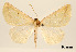  (Sicya sistenda - USNM ENT 01920233)  @11 [ ] Unspecified (default): All Rights Reserved  Unspecified Unspecified