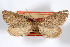  ( - AMNH_IZC 00197068)  @11 [ ] Unspecified (default): All Rights Reserved  Unspecified Unspecified