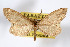  (Glaucina gertschi - AMNH_IZC 00197071)  @11 [ ] Unspecified (default): All Rights Reserved  Unspecified Unspecified