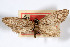  ( - AMNH_IZC 00197073)  @11 [ ] Unspecified (default): All Rights Reserved  Unspecified Unspecified