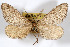  ( - AMNH_IZC 00197074)  @11 [ ] Unspecified (default): All Rights Reserved  Unspecified Unspecified