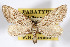 (Glaucina gonia - AMNH_IZC 00197076)  @11 [ ] Unspecified (default): All Rights Reserved  Unspecified Unspecified
