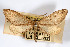  (Glaucina spina - AMNH_IZC 00197079)  @11 [ ] Unspecified (default): All Rights Reserved  Unspecified Unspecified