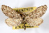  (Glaucina eureka - AMNH_IZC 00197081)  @11 [ ] Unspecified (default): All Rights Reserved  Unspecified Unspecified