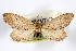  (Glaucina semidura - AMNH_IZC 00197083)  @11 [ ] Unspecified (default): All Rights Reserved  Unspecified Unspecified