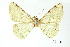  (Taeniogramma costimacula - USNM ENT 01920416)  @11 [ ] Unspecified (default): All Rights Reserved  Unspecified Unspecified
