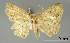  (Isochromodes insticta - USNM ENT 01920257)  @11 [ ] Unspecified (default): All Rights Reserved  Unspecified Unspecified