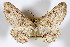  ( - AMNH_IZC 00197098)  @11 [ ] Unspecified (default): All Rights Reserved  Unspecified Unspecified