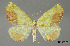  (Sicya mexicola - USNM ENT 01920268)  @11 [ ] Unspecified (default): All Rights Reserved  Unspecified Unspecified