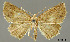  (Isochromodes obfuscata - USNM ENT 01920270)  @11 [ ] Unspecified (default): All Rights Reserved  Unspecified Unspecified