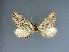  (Hulstina nevadaria - EMEC 466920)  @11 [ ] Unspecified (default): All Rights Reserved  Unspecified Unspecified