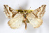  (Plataea pausaniasi - AMNH_IZC 00197111)  @11 [ ] Unspecified (default): All Rights Reserved  Unspecified Unspecified
