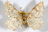  (Meris patula - AMNH_IZC 00197114)  @11 [ ] Unspecified (default): All Rights Reserved  Unspecified Unspecified