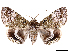  ( - CCDB-39056-A03)  @11 [ ] CreativeCommons - Attribution Share-Alike (2024) CBG Photography Group Centre for Biodiversity Genomics