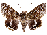  ( - CCDB-39056-A04)  @11 [ ] CreativeCommons - Attribution Share-Alike (2024) CBG Photography Group Centre for Biodiversity Genomics