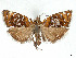  ( - CCDB-37887-A03)  @11 [ ] CreativeCommons - Attribution Share - Alike (2024) CBG Photography Group Centre for Biodiversity Genomics