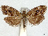  ( - CCDB-37887-A05)  @11 [ ] CreativeCommons - Attribution Share - Alike (2024) CBG Photography Group Centre for Biodiversity Genomics