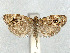  ( - CCDB-37887-A06)  @11 [ ] CreativeCommons - Attribution Share - Alike (2024) CBG Photography Group Centre for Biodiversity Genomics