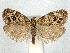  ( - CCDB-37887-A07)  @11 [ ] CreativeCommons - Attribution Share - Alike (2024) CBG Photography Group Centre for Biodiversity Genomics
