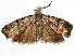  ( - CCDB-37887-A12)  @11 [ ] CreativeCommons - Attribution Share - Alike (2024) CBG Photography Group Centre for Biodiversity Genomics