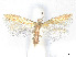  ( - CCDB-37887-D01)  @11 [ ] CreativeCommons - Attribution Share - Alike (2024) CBG Photography Group Centre for Biodiversity Genomics