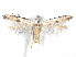  ( - CCDB-37887-E09)  @11 [ ] CreativeCommons - Attribution Share - Alike (2024) CBG Photography Group Centre for Biodiversity Genomics