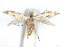  ( - CCDB-37887-E10)  @11 [ ] CreativeCommons - Attribution Share - Alike (2024) CBG Photography Group Centre for Biodiversity Genomics