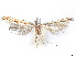  ( - CCDB-37887-F01)  @11 [ ] CreativeCommons - Attribution Share - Alike (2024) CBG Photography Group Centre for Biodiversity Genomics