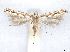  (Acrocercops arbutella - CCDB-37887-F02)  @11 [ ] CreativeCommons - Attribution Share - Alike (2024) CBG Photography Group Centre for Biodiversity Genomics