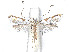  (Acrocercops cordiella - CCDB-37887-F03)  @11 [ ] CreativeCommons - Attribution Share - Alike (2024) CBG Photography Group Centre for Biodiversity Genomics