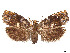  ( - CCDB-37887-G10)  @11 [ ] CreativeCommons - Attribution Share - Alike (2024) CBG Photography Group Centre for Biodiversity Genomics