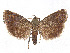  ( - CCDB-37887-G11)  @11 [ ] CreativeCommons - Attribution Share - Alike (2024) CBG Photography Group Centre for Biodiversity Genomics