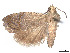 ( - CCDB-37887-G12)  @11 [ ] CreativeCommons - Attribution Share - Alike (2024) CBG Photography Group Centre for Biodiversity Genomics
