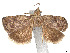  ( - CCDB-37887-H02)  @11 [ ] CreativeCommons - Attribution Share - Alike (2024) CBG Photography Group Centre for Biodiversity Genomics