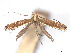  ( - CCDB-37887-H07)  @11 [ ] CreativeCommons - Attribution Share - Alike (2024) CBG Photography Group Centre for Biodiversity Genomics