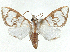  ( - CCDB-37888-C07)  @11 [ ] CreativeCommons - Attribution (2024) CBG Photography Group Centre for Biodiversity Genomics