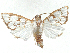  ( - CCDB-37888-C08)  @11 [ ] CreativeCommons - Attribution (2024) CBG Photography Group Centre for Biodiversity Genomics