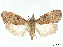  ( - CCDB-37888-D02)  @11 [ ] CreativeCommons - Attribution (2024) CBG Photography Group Centre for Biodiversity Genomics